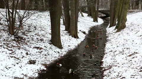 Narrow stream in winter forest Stock Footage 59344201