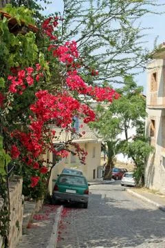 Narrow street in a southern township with a bright pink flowering tree Stock Photos