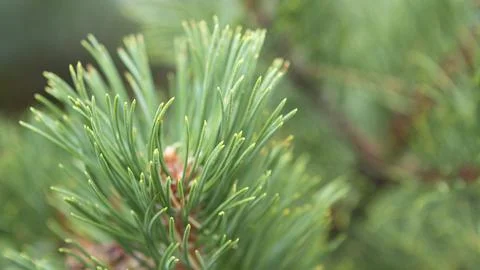 Narrow thin green leaves of a pine tree Stock Photos