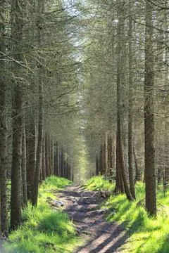 Narrow trail between aligned long trees of fir in Carrickgollogan Forest Stock Photos