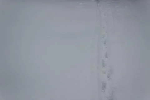 Narrow trail in deep snow, made by a dog Stock Photos