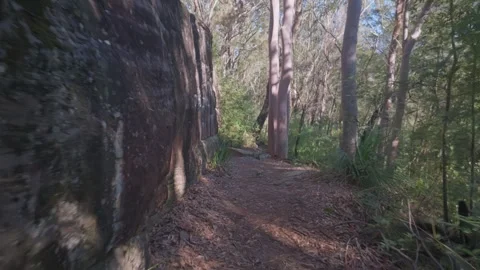 Narrow trail winds through ancient forest Stock Footage 345261850