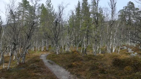 Narrow trail winds through a birch forest, with slender trees and mossy ground Stock Footage 318197320