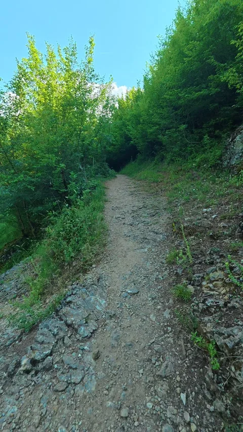 Narrow trail winds through dense green forest. Gradasnica River Canyon, Vertical Vídeo Stock 341966866