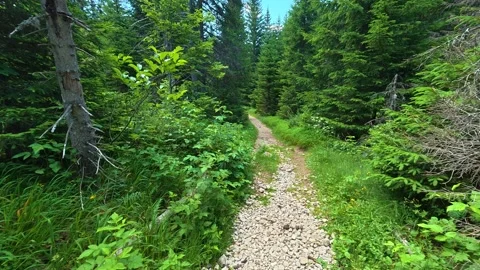 Narrow trail winds through dense green forest. Hiking Trail, Durmitor Stockbeeldmateriaal 342983229