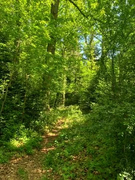 A narrow trail winds through vibrant green trees under a clear blue sky, in.. Stock Photos