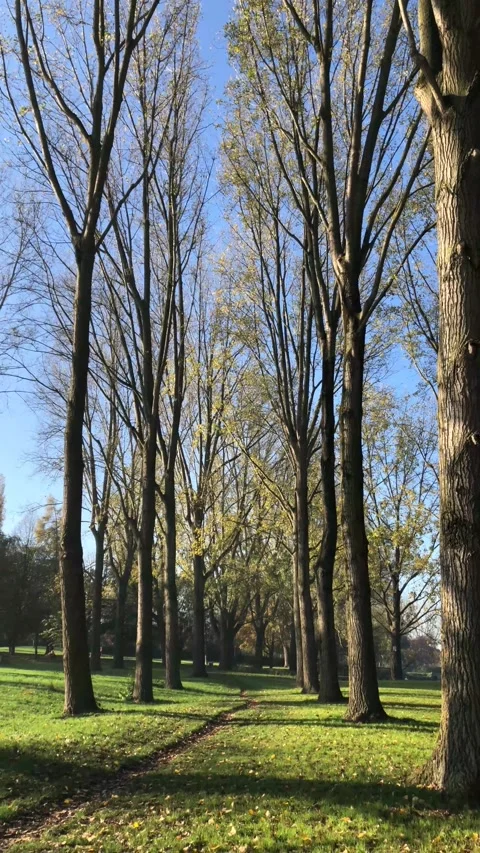 Narrow walking path with green grass and  trees on both sides in the park forest Stock-Footage 149307232