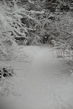 A narrow walking path through a snowy winter forest, with low-hanging tree .. Stock Photos