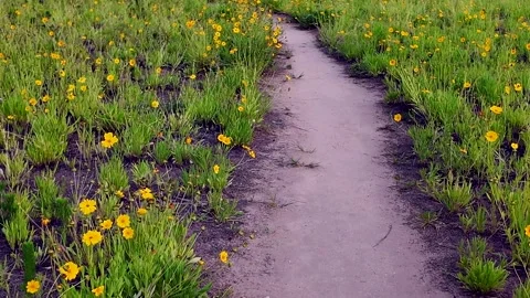 Narrow walking path winding through blooming wildflower meadow. Bright yellow Stock Footage 341477486