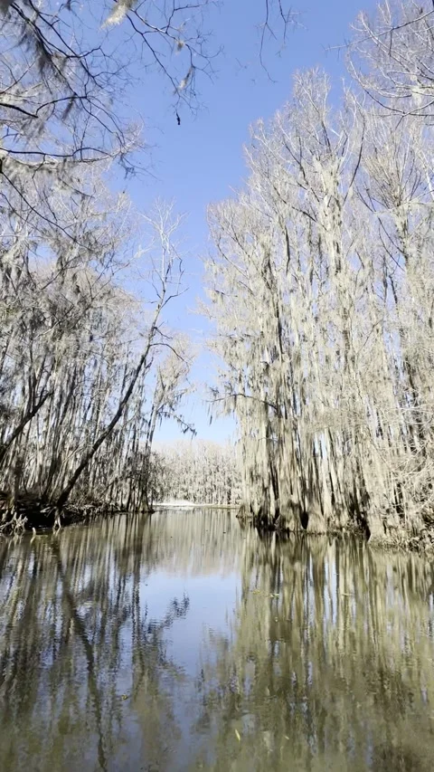 Narrow Water Channel Between Cypress Trees at lake Stock Footage 342163589