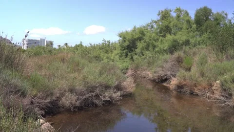 Narrow Water Channel Through Dense Reed Beds, Maristany, Mallorca Stock Footage 340589635