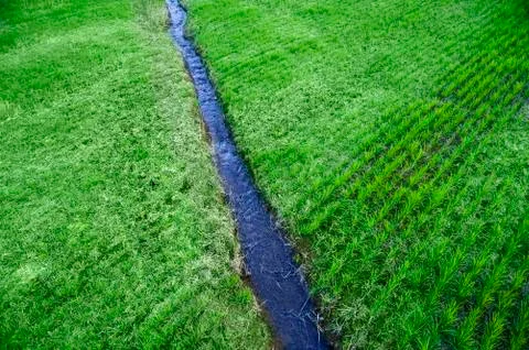 A narrow water river stream going through a green grass field landscape. Stock Photos