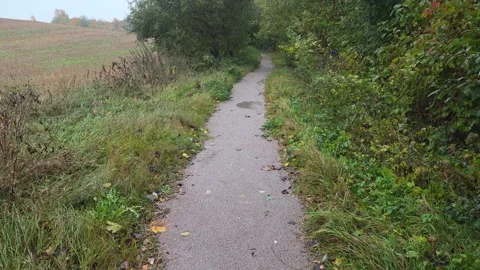 Narrow Wet Paved Path Curving Through Green Countryside Bushes Stock Footage 348025704