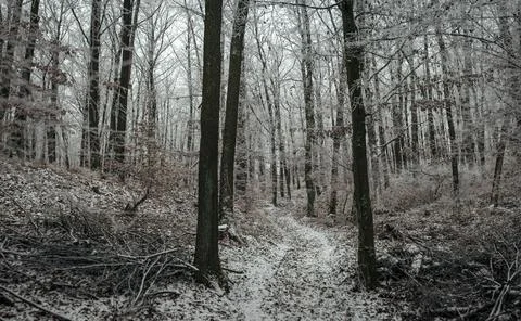 Narrow winding path leads through frost-covered forest where tall trunks ri.. 스톡 사진