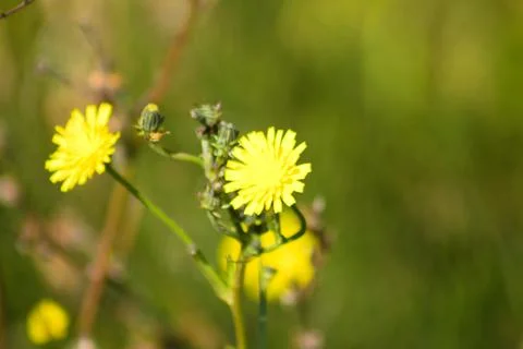 Narrowleaf hawksbeard in bloom closeup view green blurred background Foto stock