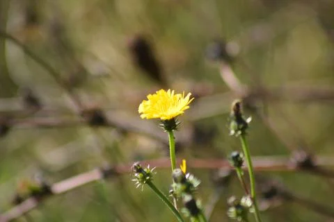Narrowleaf hawkweed in bloom closeup view with selective focus on foreground Stock Photos
