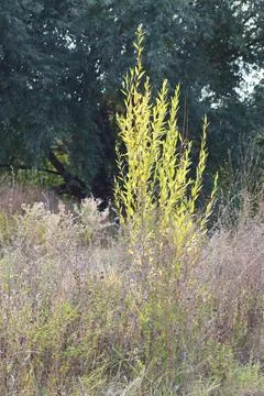 Narrowleaf willow closeup view with selective focus on foreground Stock Photos