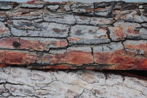 Narural tree bark for texture Stock Photos