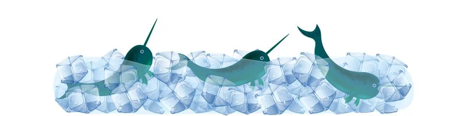 Narwhal in ice cubes vector illustration. Stock Illustration