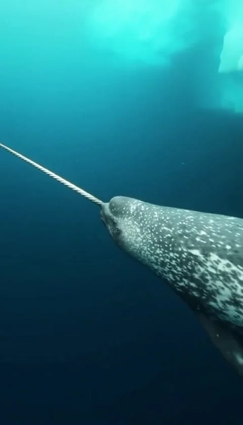 Narwhal with long tooth hanger 库存影片 330402205