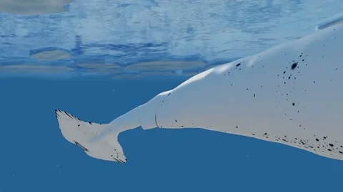 Narwhal Whales Swimming in the Arctic Ocean Stock Footage