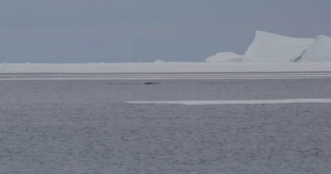 Narwhals swim in front of large ice berg Stock Footage 64363055