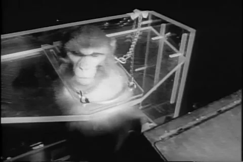 NASA Monkeys Tested for Sapce Flight 10.3.1967 New York City Stock Footage 289842089