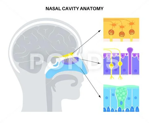 Nasal cavity anatomy Graphic 162194561 Biology Diagrams