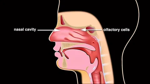 Nasal cavity and olfactory cells location in human body Stock Footage 333204798
