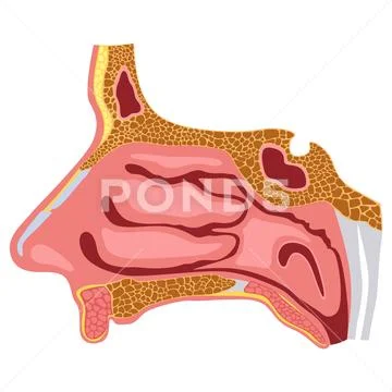 Nasal cavity vector diagram for medical study and doctors education ...