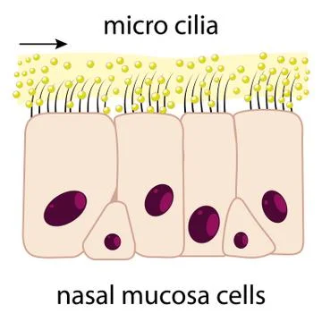 Nasal mucosa Stock Illustration