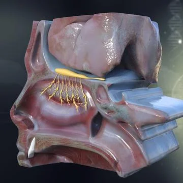 Nasal Nose Anatomy ~ 3D Model ~ Download #96460590 | Pond5