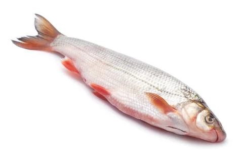 Nase fish Foto stock