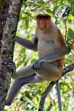 Nasenaffe in Borneo Stock Photos