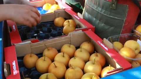 Nashi   classification and packing in orchard Stock Footage 42042983