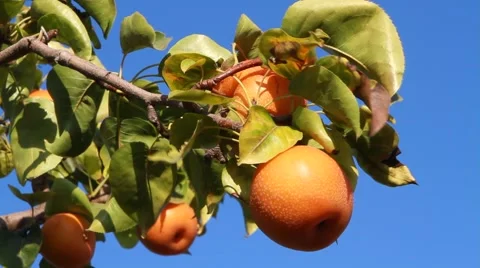 Nashi pear on tree Vidéo 42095634