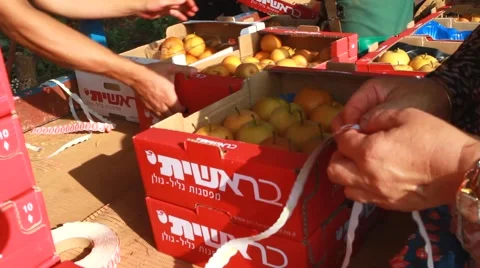 Nashi picking in orchard Stock Footage 42026033