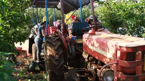 Nashi picking in orchard Видео 42036751