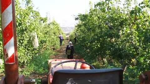 Nashi picking in orchard 스톡 동영상 42041248
