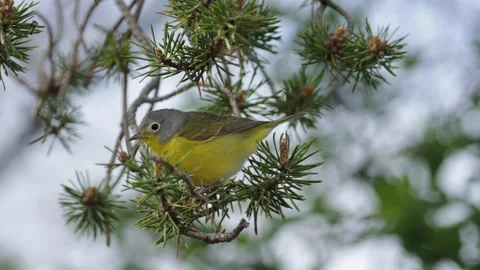 Nashville warbler bird foraging on pine tree branch in the wild forest Stock Footage 325611677