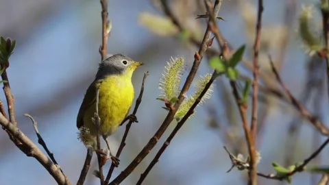 Nashville warbler bird jumping between willow branches with blurred nature backg Stock Footage 325698282