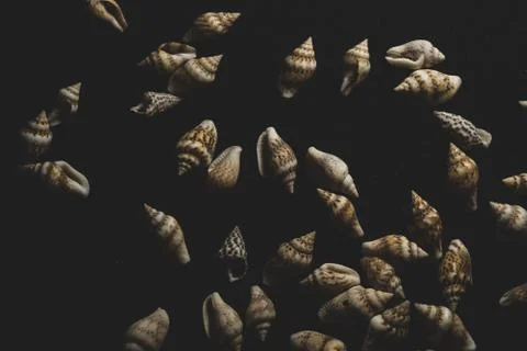 Nassa Gastropods shells Macro close up Stock Photos