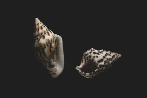 Nassa Gastropods shells Macro close up Stock Photos