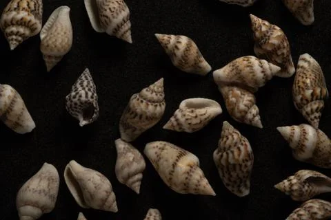 Nassa Gastropods shells Macro close up Stock Photos