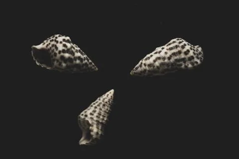 Nassa Gastropods shells Macro close up Stock Photos