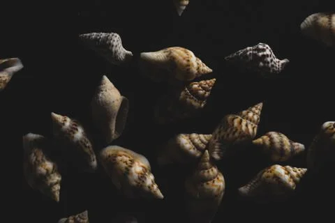 Nassa Gastropods shells Macro close up Stock Photos