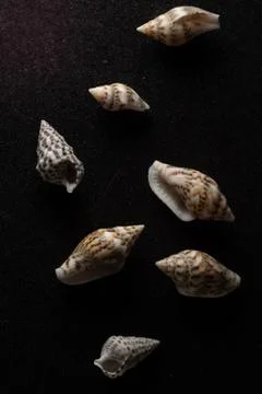 Nassa Gastropods shells Macro close up Stock Photos