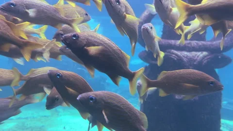 Nassau, Bahamas circa-2021: Underwater shot of coral reef in Nassau, Bahamas. Stock Footage