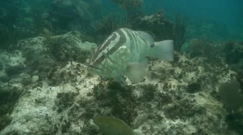 Nassau grouper 01 Stock Footage 10715155