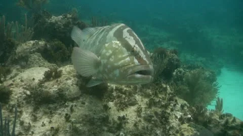Nassau grouper 02 Stock Footage 10715130